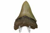 Serrated, Fossil Megalodon Tooth - North Carolina #160503-2